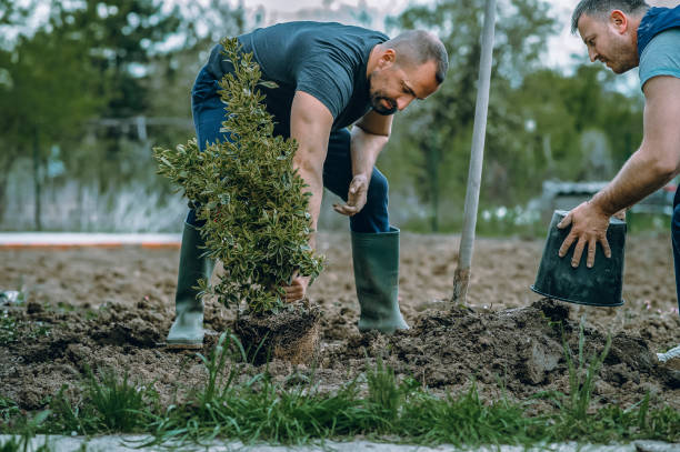 The Steps Involved in Our Tree Care Process in Center Point, TX